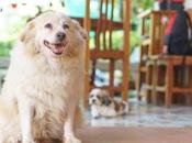 Comentario Cómo cuidar perro sobrepeso Sirokami Husky Siberiano