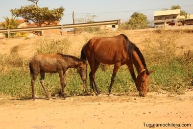 Trinidad: la selva desconocida de Bolivia Trinidad: la selva desconocida de Bolivia