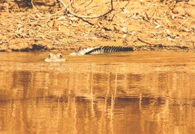 Selva de Bolivia: Rurrenabaque, Madidi, las Pampas del Yacuma y mucho más Selva de Bolivia: Rurrenabaque, Madidi, las Pampas del Yacuma y mucho más