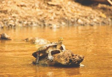 Selva de Bolivia: Rurrenabaque, Madidi, las Pampas del Yacuma y mucho más