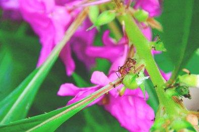 Selva de Bolivia: Rurrenabaque, Madidi, las Pampas del Yacuma y mucho más Selva de Bolivia: Rurrenabaque, Madidi, las Pampas del Yacuma y mucho más