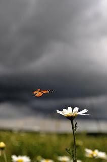 4.099 - EXTRAÑO TU RISA...