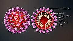 Sospechas de que el coronavirus fue creado en EE.UU.