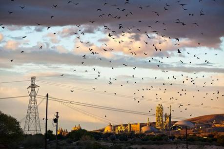 BANDADAS-DE-AVES4 CUANDO HAY QUE DEFENDERSE DE LAS BANDADAS DE AVES ALTERNATIVA 