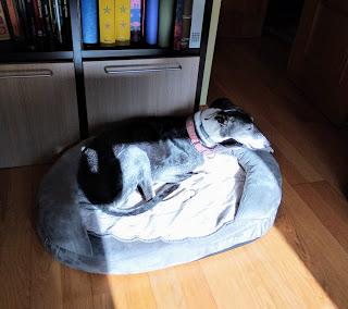 La soledad del corredor de fondo + Animación cortos Oscar 2020 + Alma de actor +I am not a hípster + Vigo + Recuerdos La soledad del corredor de fondo + Animación cortos Oscar 2020 + Alma de actor +I am not a hípster + Vigo + Recuerdos