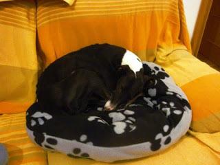 La soledad del corredor de fondo + Animación cortos Oscar 2020 + Alma de actor +I am not a hípster + Vigo + Recuerdos La soledad del corredor de fondo + Animación cortos Oscar 2020 + Alma de actor +I am not a hípster + Vigo + Recuerdos