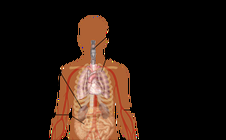 Un Coronavirus cualquiera