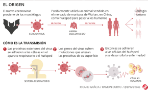 Un Coronavirus cualquiera