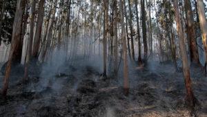 Lo que no te han contado sobre los incendios en Australia