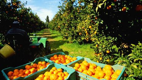 ¿Por qué las naranjas valen 20 céntimos en el campo y 2 euros en el super?