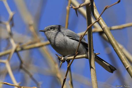 Galería de tacuarita azul