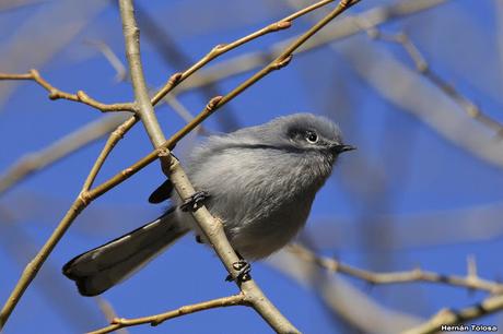Galería de tacuarita azul