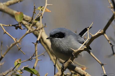 Galería de tacuarita azul