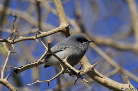 Galería de tacuarita azul