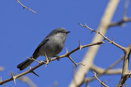 Galería de tacuarita azul
