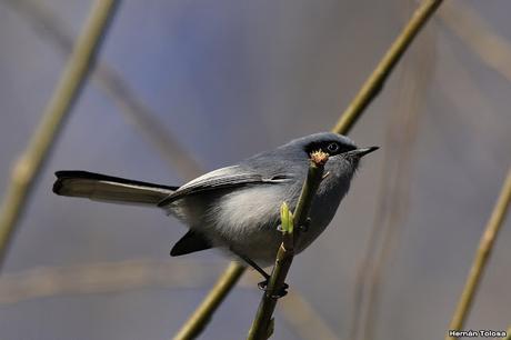 Galería de tacuarita azul