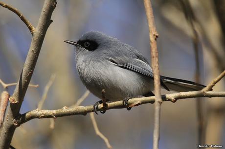 Galería de tacuarita azul