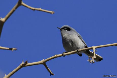 Galería de tacuarita azul