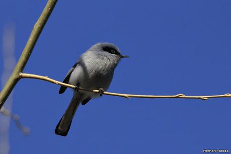 Galería de tacuarita azul