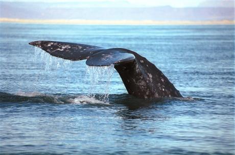 ¿QUIERES CONOCER LOS 33 SITIOS PATRIMONIO DE LA HUMANIDAD EN MÉXICO? ballenas
