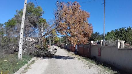 El viento hace caer árboles en Mas del Plata