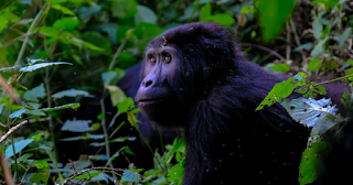 Gorila se somete a cirugía de cataratas en el zoológico de San Diego
