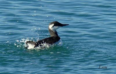 ARAO COMÚN EN SANTOÑA