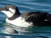 Arao común santoña