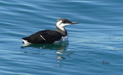 ARAO COMÚN EN SANTOÑA