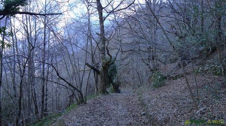 Bosque previo a Víboli