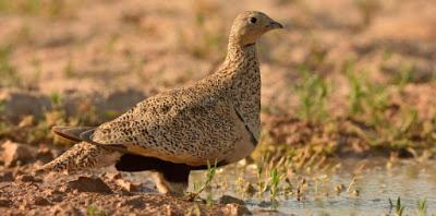ESTEPASS: buscando la conectividad ecológica para la conservación de aves esteparias en el Campo de Montiel (Ciudad Real) ESTEPASS: buscando la conectividad ecológica para la conservación de aves esteparias en el Campo de Montiel (Ciudad Real)