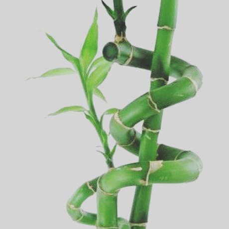 Bambú para activar el Amor
