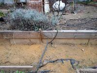 PREPARAR EL HUERTO ESCOLAR PARA LA PRIMAVERA