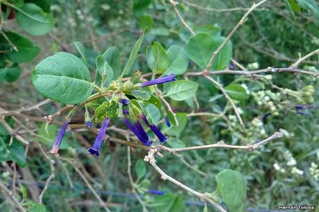 Talilla (Lycium cestroides)