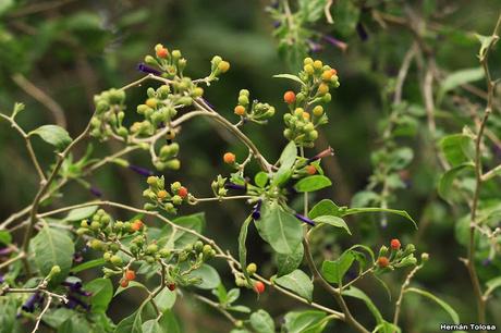 Talilla (Lycium cestroides)