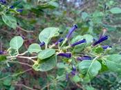 Talilla (Lycium cestroides)