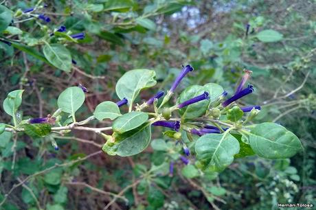 Talilla (Lycium cestroides)