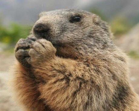 El Día de la Marmota en la República Dominicana