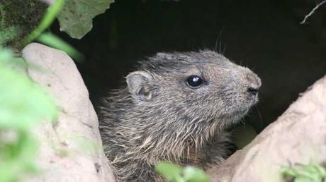 El Día de la Marmota en la República Dominicana
