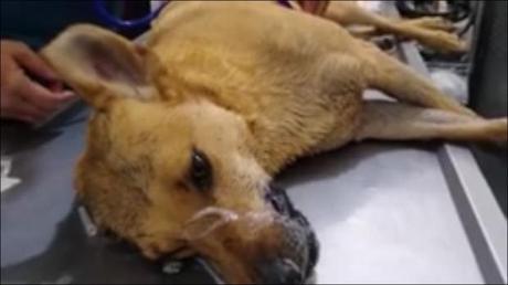 Recompensa de mil dólares por caso de envenenamiento de perros en Río Verde