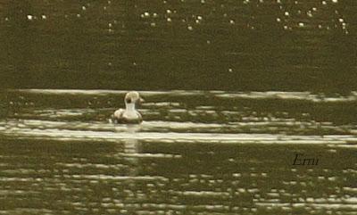 COLIMBO CHICO, SERRETA, HAVELDA...