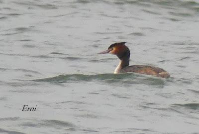 COLIMBO CHICO, SERRETA, HAVELDA...