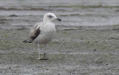 COLIMBO CHICO, SERRETA, HAVELDA...