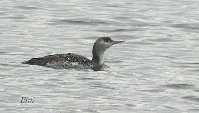 COLIMBO CHICO, SERRETA, HAVELDA...