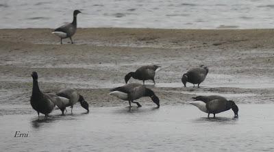 COLIMBO CHICO, SERRETA, HAVELDA...
