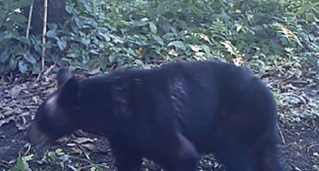 Aparece oso negro en cañaverales de Tamasopo