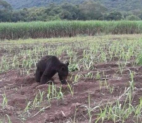 Aparece oso negro en cañaverales de Tamasopo