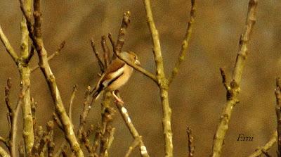 PICOGORDOS POR LA CAMPIÑA