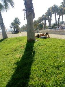 Sentimientos de vida