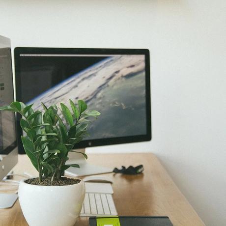 Plantas en Feng Shui